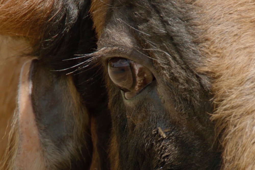 Toro & Torero: Animal / Humano