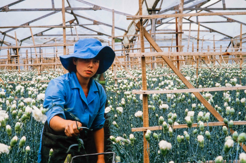 La Sur Real Colombia: Amor, mujeres y flores