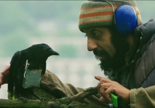 GB Greatest: Four Lions