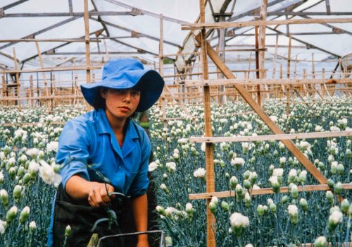 La Sur Real Colombia: Amor, mujeres y flores